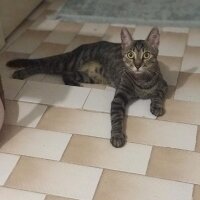 Tekir Kedi, Kedi  Tabby fotoğrafı