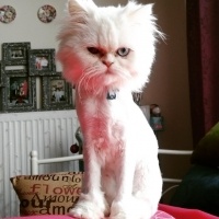 İran Kedisi (Persian), Kedi  Kunis fotoğrafı
