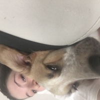 Sokö (Sokak Köpeği), Köpek  Frenko fotoğrafı