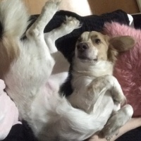 Sokö (Sokak Köpeği), Köpek  Frenko fotoğrafı