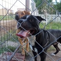 Amerikan Staffordshire Terrier, Köpek  Mamba fotoğrafı