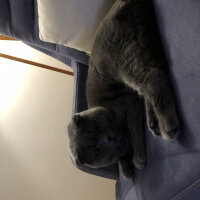 Scottish Fold, Kedi  Haşmet  fotoğrafı