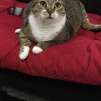 Tekir Kedi, Kedi  Bıdık? fotoğrafı
