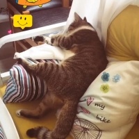 Tekir Kedi, Kedi  Bıdık? fotoğrafı