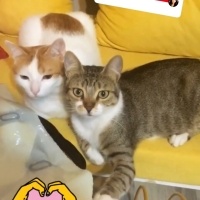 Tekir Kedi, Kedi  Bıdık? fotoğrafı