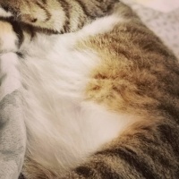 Tekir Kedi, Kedi  Bıdık? fotoğrafı