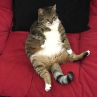 Tekir Kedi, Kedi  Bıdık? fotoğrafı
