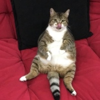 Tekir Kedi, Kedi  Bıdık? fotoğrafı