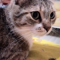 Tekir Kedi, Kedi  Bıdık? fotoğrafı