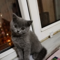 British Shorthair, Kedi  Duman fotoğrafı