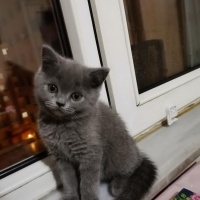 British Shorthair, Kedi  Duman fotoğrafı