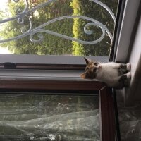 American Wirehair, Kedi  İnci fotoğrafı