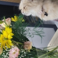 Chinchilla, Kedi  Hera fotoğrafı