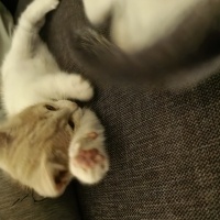 Tekir Kedi, Kedi  Bala &Samsa fotoğrafı