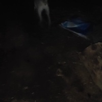 Kangal, Köpek  Badi fotoğrafı