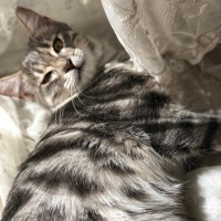 Tekir Kedi, Kedi  Fondü fotoğrafı