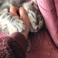 Tekir Kedi, Kedi  Fondü fotoğrafı