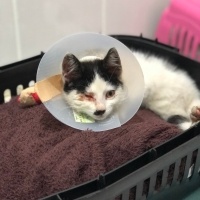 Tekir Kedi, Kedi  Jack fotoğrafı