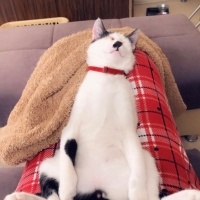 Tekir Kedi, Kedi  Jack fotoğrafı
