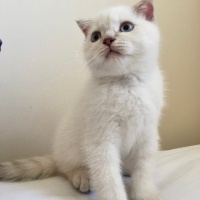 Scottish Fold, Kedi  Scotish Straight fotoğrafı