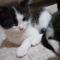 Tekir Kedi, Kedi  Pamuk fotoğrafı
