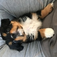 Pekingese, Köpek  Mişa fotoğrafı