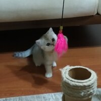 British Shorthair, Kedi  Recai fotoğrafı