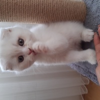 Scottish Fold, Kedi  Barfi fotoğrafı