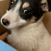 Jack Russell Terrier, Köpek  Lokum fotoğrafı