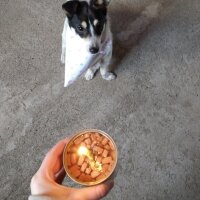 Jack Russell Terrier, Köpek  Lokum fotoğrafı