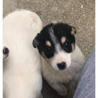 Jack Russell Terrier, Köpek  Lokum fotoğrafı