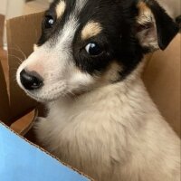 Jack Russell Terrier, Köpek  Lokum fotoğrafı