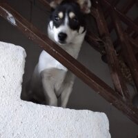 Jack Russell Terrier, Köpek  Lokum fotoğrafı