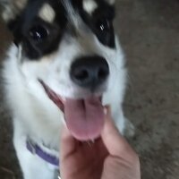 Jack Russell Terrier, Köpek  Lokum fotoğrafı