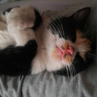 Tekir Kedi, Kedi  Kapiçino fotoğrafı
