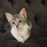 Tekir Kedi, Kedi  Duman fotoğrafı
