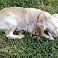 Golden Retriever, Köpek  Jennifer fotoğrafı