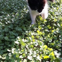 Tuxedo (Smokin) Kedi, Kedi  şans fotoğrafı