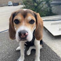 Beagle, Köpek  TOPRAK fotoğrafı