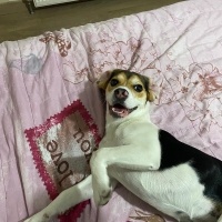Beagle, Köpek  TOPRAK fotoğrafı