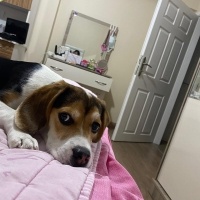 Beagle, Köpek  TOPRAK fotoğrafı
