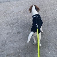 Beagle, Köpek  TOPRAK fotoğrafı
