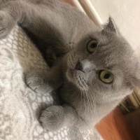 Scottish Fold, Kedi  Mia fotoğrafı