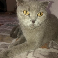 Scottish Fold, Kedi  Mia fotoğrafı