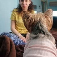 Yorkshire Terrier, Köpek  Çıtır fotoğrafı