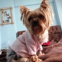 Yorkshire Terrier, Köpek  Çıtır fotoğrafı