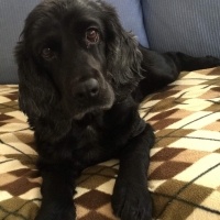İngiliz Cocker Spaniel, Köpek  Venom fotoğrafı