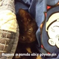 Bombay, Kedi  Jedi fotoğrafı