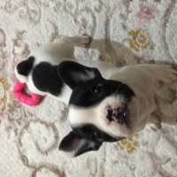Fransız Bulldog, Köpek  Daisy fotoğrafı