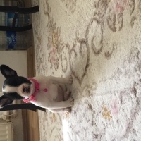 Fransız Bulldog, Köpek  Daisy fotoğrafı